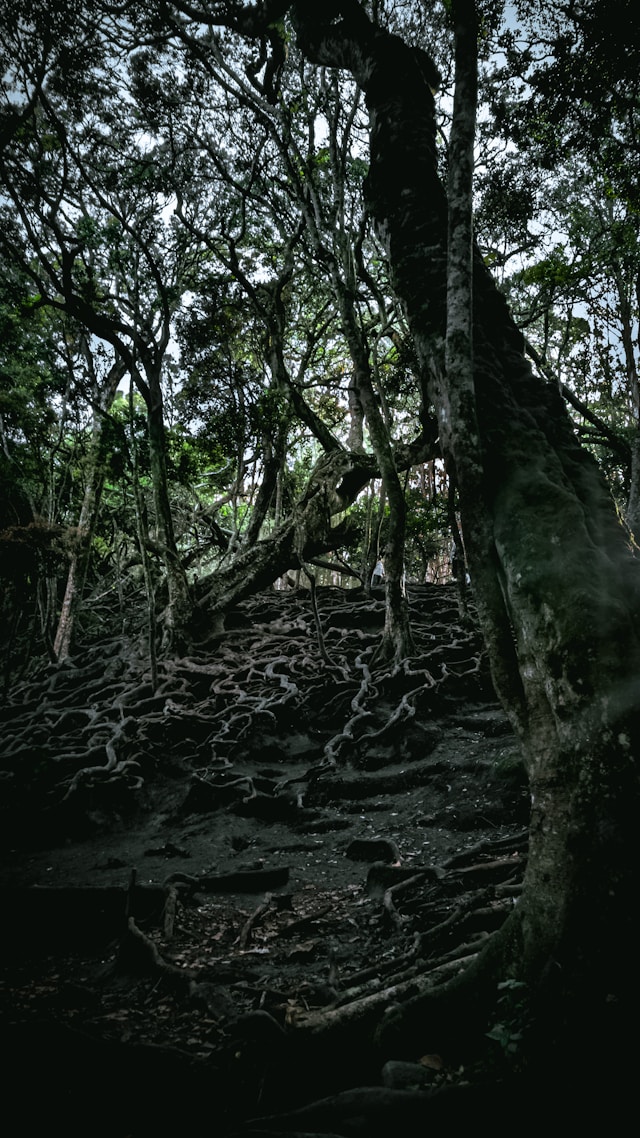 Kodaikanal Forest Tour
